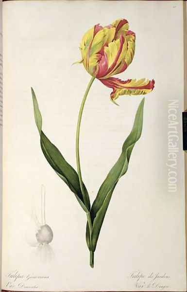 Tulipa gesneriana dracontia, from Les Liliacees, 1816 Oil Painting by Pierre-Joseph Redoute