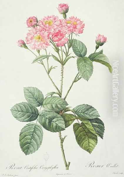 Rosa Centifolia Caryophyllea, engraved by Charlin, published by Remond Oil Painting by Pierre-Joseph Redoute