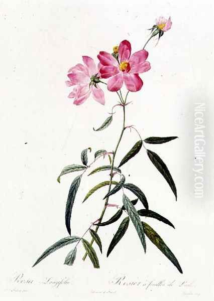 Rosa Longifolia Oil Painting by Pierre-Joseph Redoute