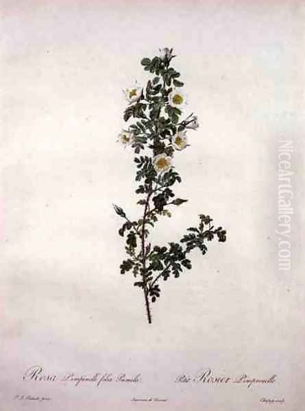 Rosa pimpinelli folia pumila dwarf Scotch rose, engraved by Chapuy, from Les Roses, 1817-24 Oil Painting by Pierre-Joseph Redoute