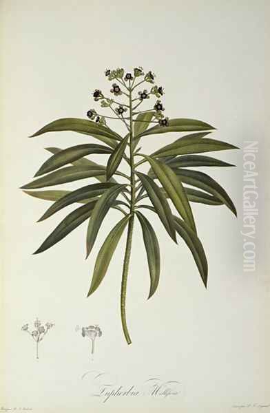 Euphorbia Mellifera, from Le Jardin de la Malmaison, 1802 Oil Painting by Pierre-Joseph Redoute