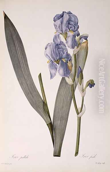 Iris Pallida, from Les Liliacees, 1812 Oil Painting by Pierre-Joseph Redoute