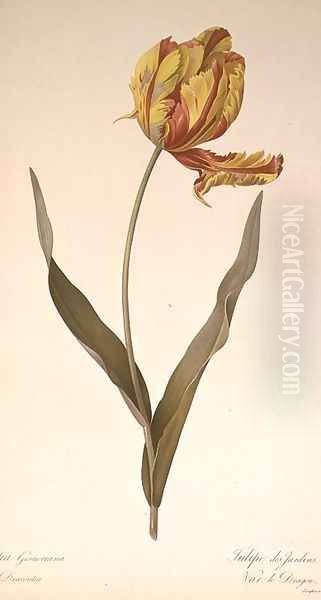 Tulipa gesneriana dracontia, from Les Liliacees, 1816 2 Oil Painting by Pierre-Joseph Redoute