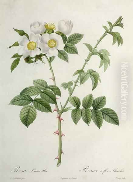 Rosa Leucantha, engraved by Chapuy, published by Remond Oil Painting by Pierre-Joseph Redoute