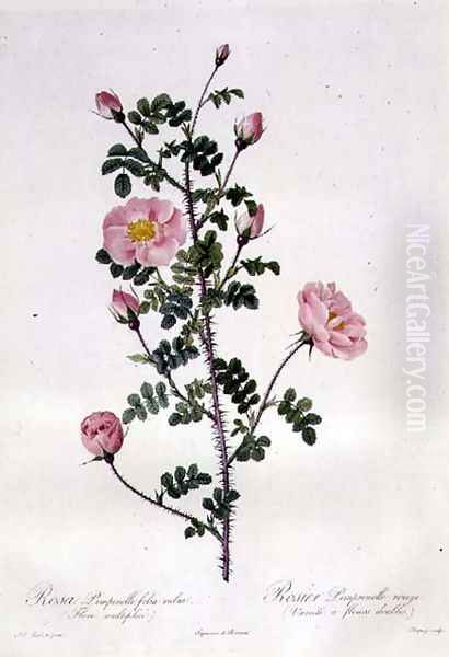 Rosa Pimpinellifolia Rubra Flore Multiplici, engraved by Chapuy, published by Remond Oil Painting by Pierre-Joseph Redoute