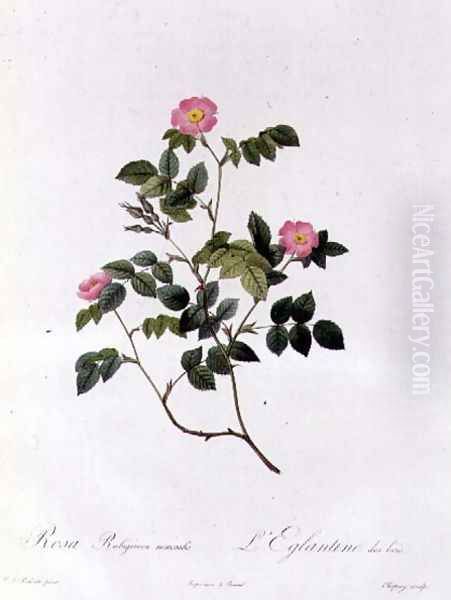 Rosa Rubiginosa Nemoralis Oil Painting by Pierre-Joseph Redoute