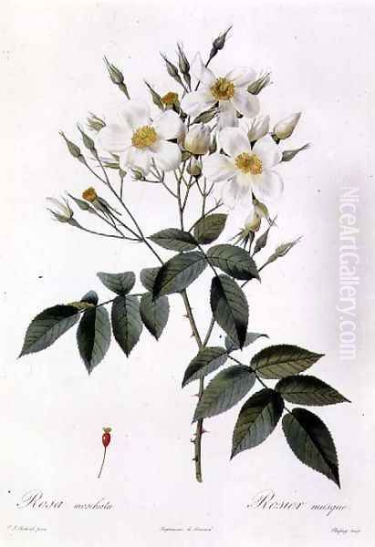 Rosa moschata or Musk Rose Oil Painting by Pierre-Joseph Redoute