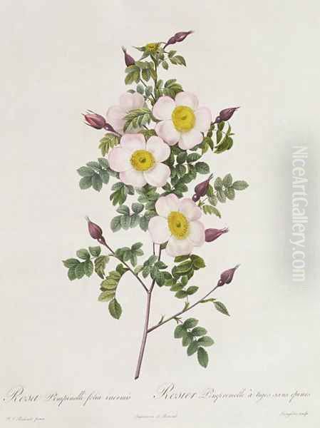 Rosa Pimpinelli-Folia Inermis Oil Painting by Pierre-Joseph Redoute