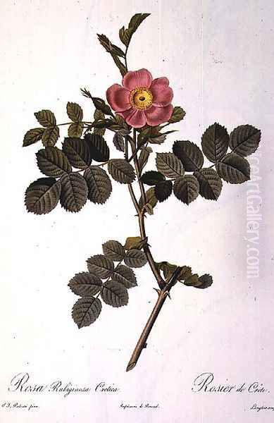 Rosa Rubiginosa Cretica, engraved by Langlois, from Les Roses, published by Remond, 1818 Oil Painting by Pierre-Joseph Redoute