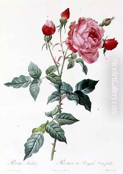 Rosa Indica 2 Oil Painting by Pierre-Joseph Redoute