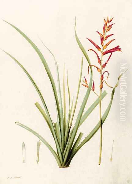 Pitcairnia angustifolia (Long-leaved Pitcairnia) Oil Painting by Pierre-Joseph Redoute