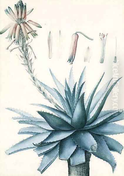 A blossoming Cactus with botanical Studies of its Flower Oil Painting by Pierre-Joseph Redoute