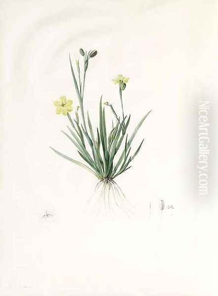 Study of Sisyrinchium convolutum, with subsidiary Studies of the Flower, Pistil and Seed Oil Painting by Pierre-Joseph Redoute