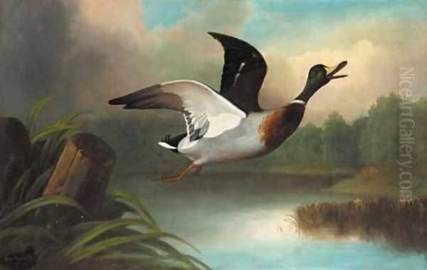 A mallard in flight Oil Painting by John Russell