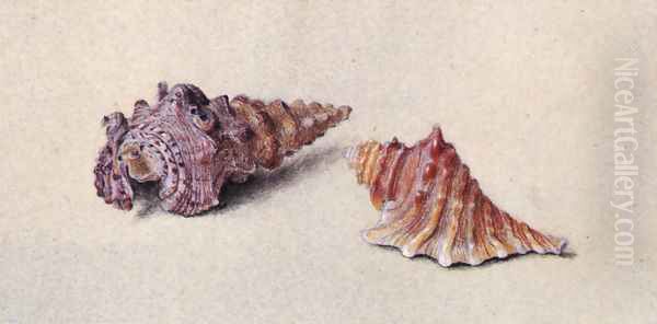 Study of Two Shells Oil Painting by John Ruskin