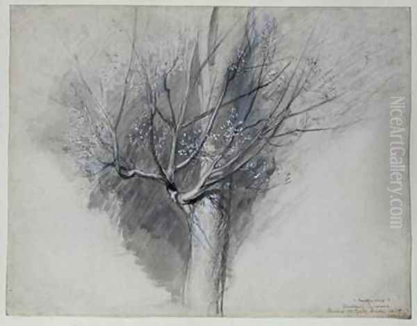 Budding Sycamore Oil Painting by John Ruskin