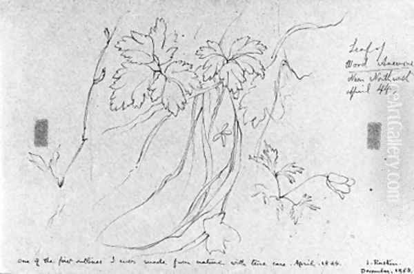 Sketch of a wood anemone Oil Painting by John Ruskin