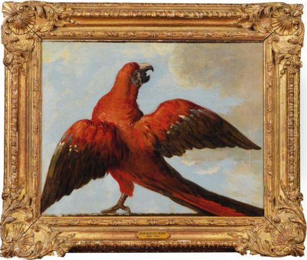 Un Perroquet Aux Ailes Deployees Oil Painting by Jean-Baptiste Oudry