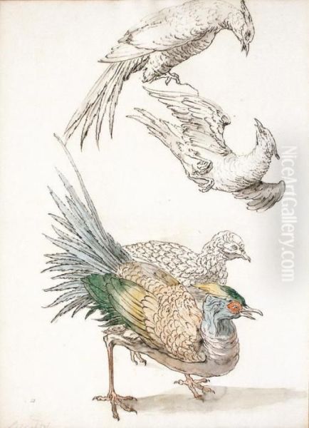  Quatre Etudes De Poules Faisanes  Oil Painting by Jean-Baptiste Oudry