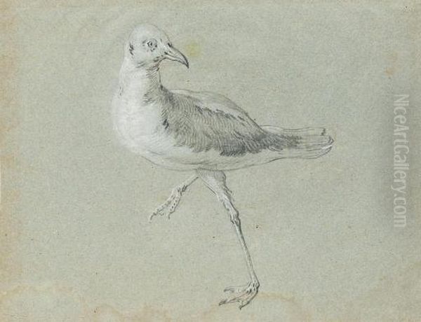 Une Mouette Marchant Vers La Gauche, La Tete Tournee Vers La Droite Oil Painting by Jean-Baptiste Oudry