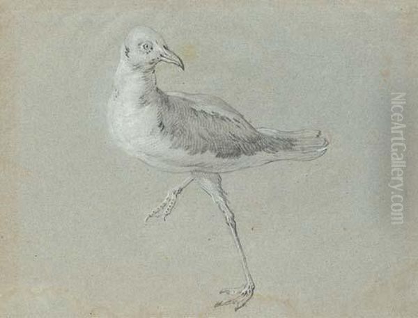 Une Mouette Marchant Vers La Gauche Tournee Vers La Droite Oil Painting by Jean-Baptiste Oudry