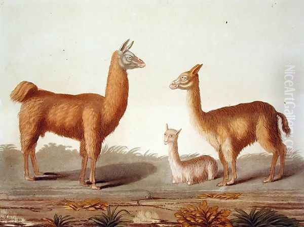 Alpaca left and Vicuna right llamas, from Le Costume Ancien et Moderne, Volume II, plate 12, by Jules Ferrario, published c.1820s-30s Oil Painting by Vittorio Raineri