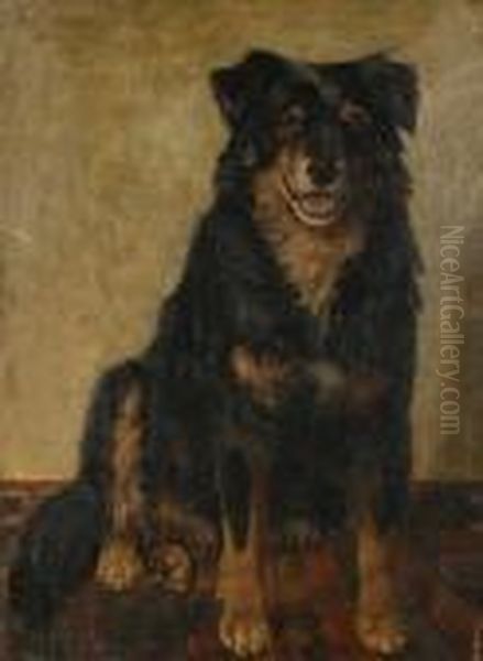 'jock' - A Boarder Collie Oil Painting by George Paice