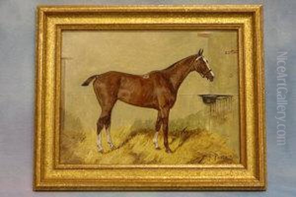 Study Of A Horse In Stable 