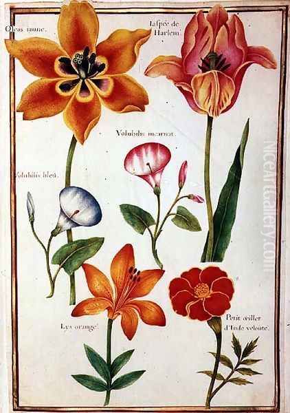 Two Tulips, Convolvulus, Lilium Bulbiferum and French Marigold Oil Painting by Nicolas Robert