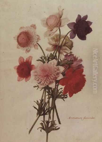 Anemone Coronaria Oil Painting by Nicolas Robert