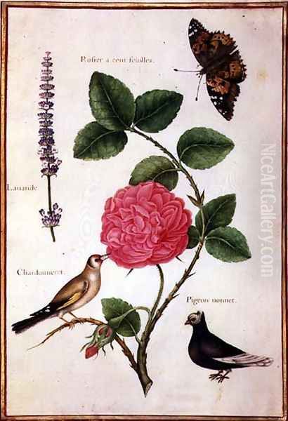 Centifolia Rose, Lavender, Tortoiseshell Butterfly, Goldfinch and Crested Pigeon Oil Painting by Nicolas Robert