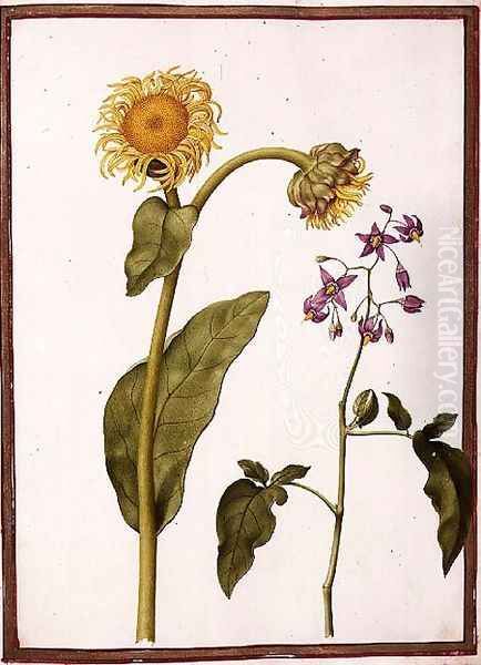 Inula Helenium Decampanr and Solanum dulcamara Oil Painting by Nicolas Robert