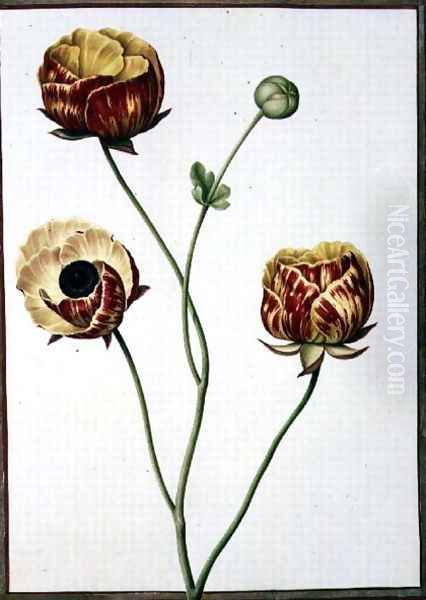 Ranunculus Asiaticus Oil Painting by Nicolas Robert