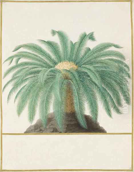 Study of a palm tree Oil Painting by Nicolas Robert