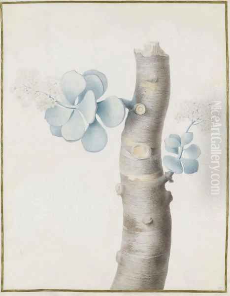 Blooming flowers on a branch of a succulent plant Oil Painting by Nicolas Robert