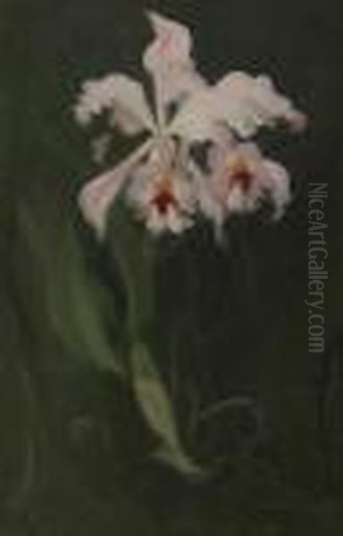 Pink Orchid Oil Painting by James Stuart Park