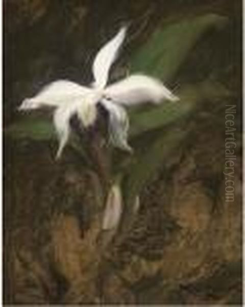 A White Lily Oil Painting by James Stuart Park