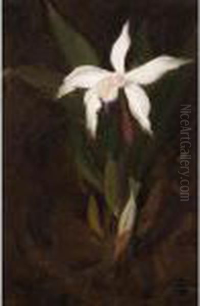 Still Life With An Orchid Oil Painting by James Stuart Park