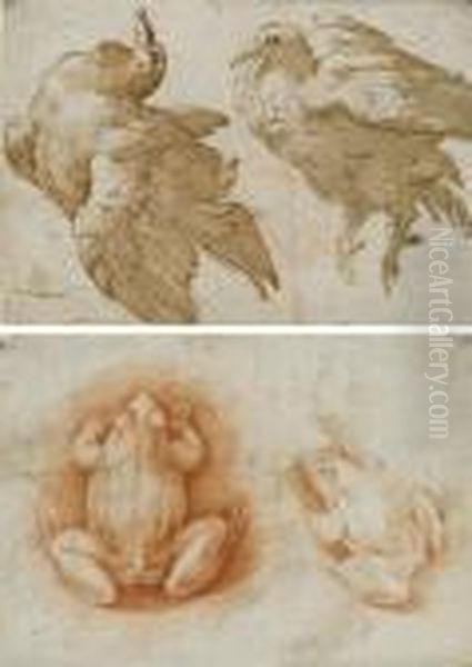 Two Studies Of A Dove (recto); Two Studies Of A Frog (verso) Oil Painting by Girolamo Francesco Maria Mazzola (Parmigianino)