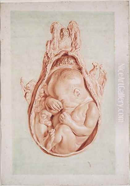 Ms Hunter 658 Plate XII Drawing for William Hunters 1718-83 Anatomy of the Human Gravid Uterus, 1774 Oil Painting by Jan van Rymsdyk