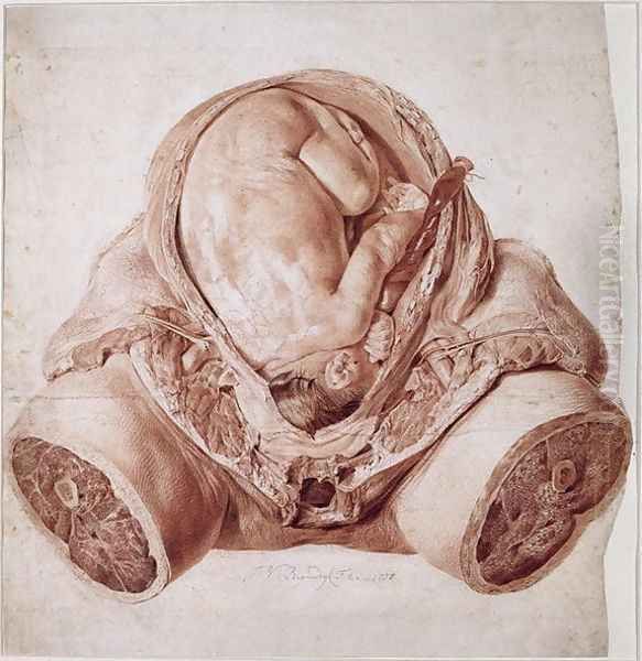 Ms Hunter 658 Plate VI Drawing from William Hunters 1718-83 Anatomy of the Human Gravid Uterus, 1774 Oil Painting by Jan van Rymsdyk