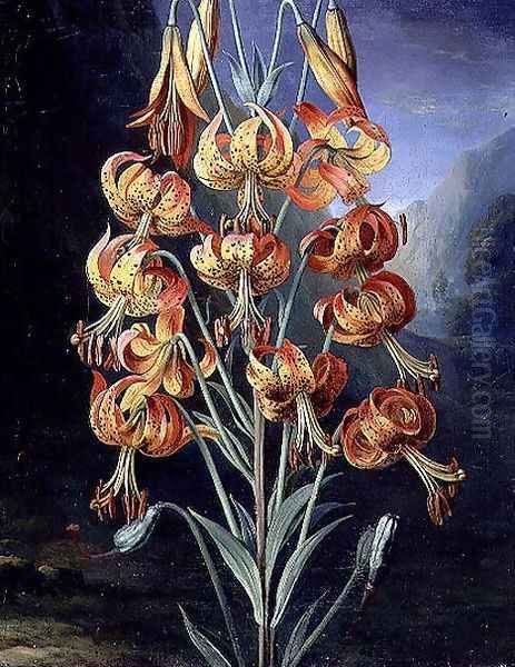 Lilium Superbum, painted for R. J. Thorntons Temple of Flora, c.1798 Oil Painting by Philip Reinagle