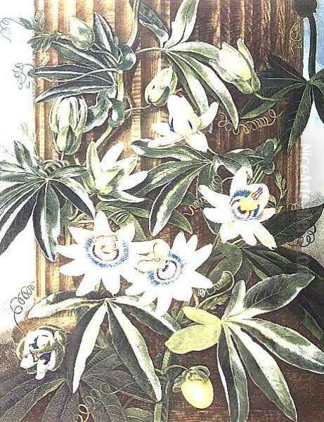 The Blue Passion Flower, engraved by Caldwell, from The Temple of Flora by Robert Thornton, pub. 1800 Oil Painting by Philip Reinagle