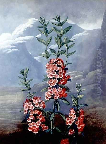 The Narrow-leaved Kalmia or Mountain Laurel, engraved by Caldwell, from The Temple of Flora, pub. 1804 Oil Painting by Philip Reinagle