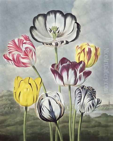 Tulips, engraved by Earlom, from The Temple of Flora by Thornton, 1807 Oil Painting by Philip Reinagle