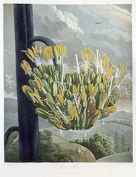 The Aloe, engraved by Medland, from The Temple of Flora by Robert Thornton, pub. 1798 Oil Painting by Philip Reinagle