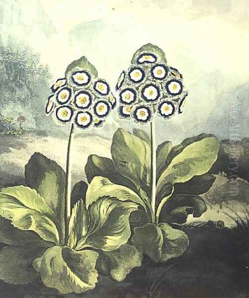 Primrosa Primula auricula, engraved by Sutherland, from Robert Thorntons Temple of Flora 1807 Oil Painting by Philip Reinagle