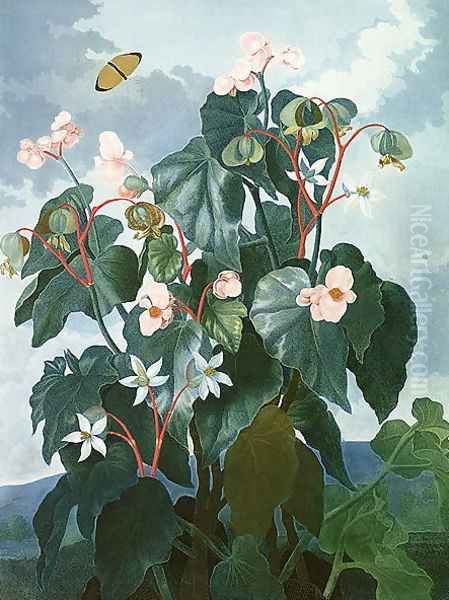 The Oblique-leaved Begonia, engraved by Caldwell, from The Temple of Flora by Robert Thornton, pub. 1800 Oil Painting by Philip Reinagle