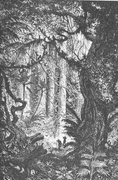 Jungle in the Esmeraldas, Equador, page 121 from To Equador, engraved by Charles Barbant, 1881 Oil Painting by Edouard Riou