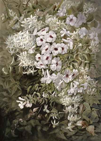 Flower Painting Pandorea Jasminoides and Clematis Aristata, c.1887 Oil Painting by Marian Ellis Rowan